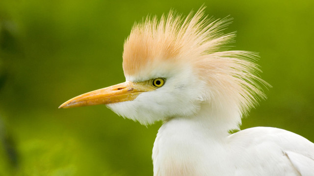 White yellow headed bird long free wallpaper - medium preview image