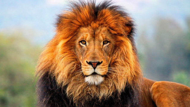 Lion mane black face brown free wallpaper - medium preview image