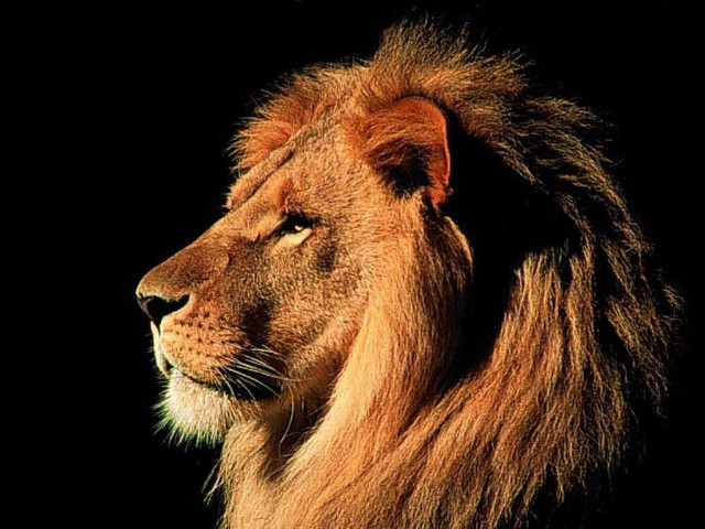 Lion dark head turned side free wallpaper - medium preview image