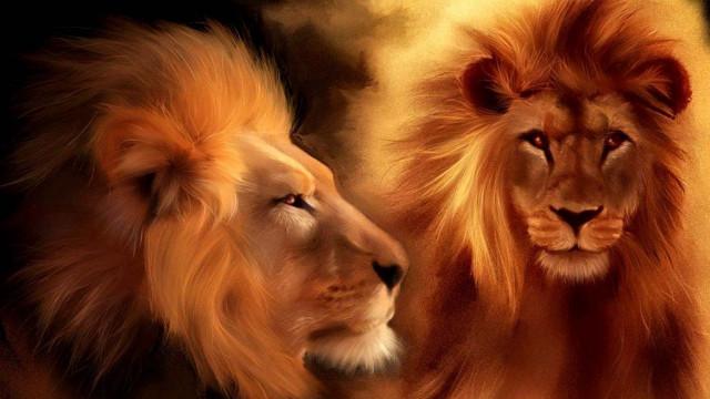 Lions facing black yellow background free wallpaper - medium preview image