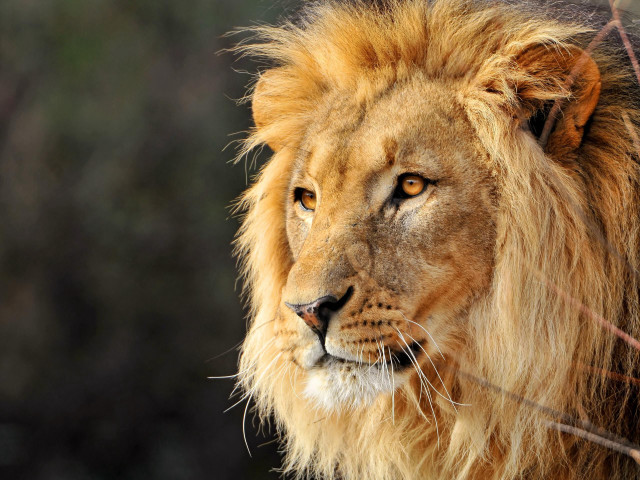 Lion long mane brown face free wallpaper - medium preview image