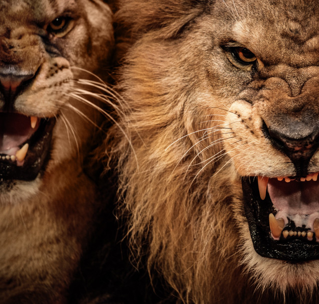 Two lions mouths open teeth free wallpaper - medium preview image