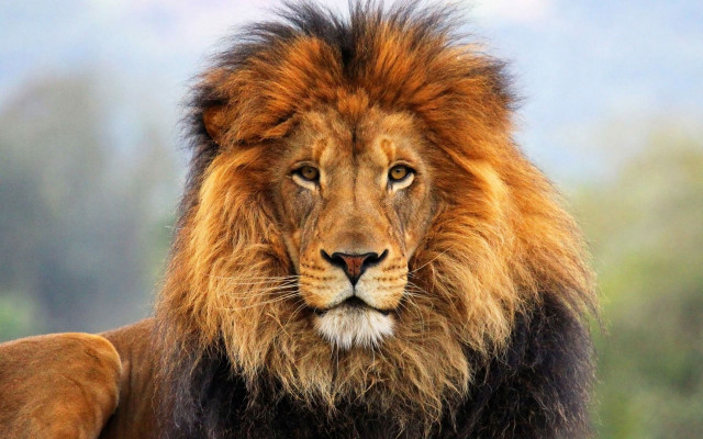 Lion mane black face brown #2 free wallpaper - medium preview image
