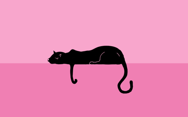 Black cat pink surface pink free wallpaper - medium preview image