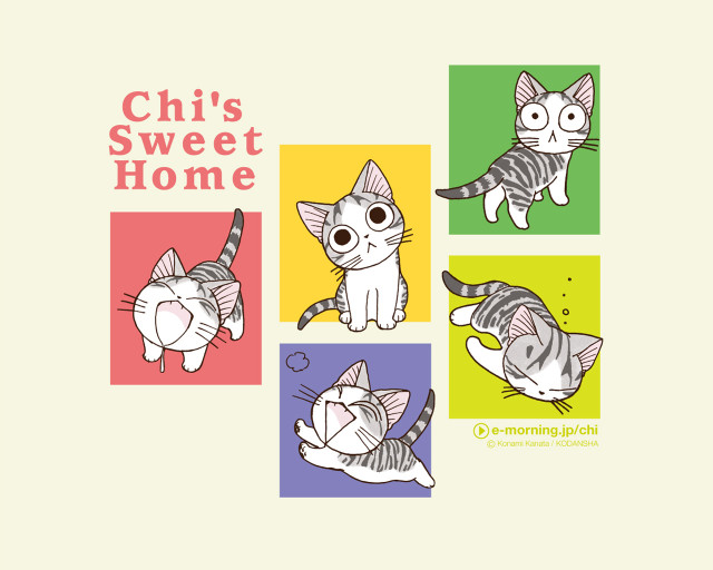 Cat four colors chis sweet free wallpaper - medium preview image