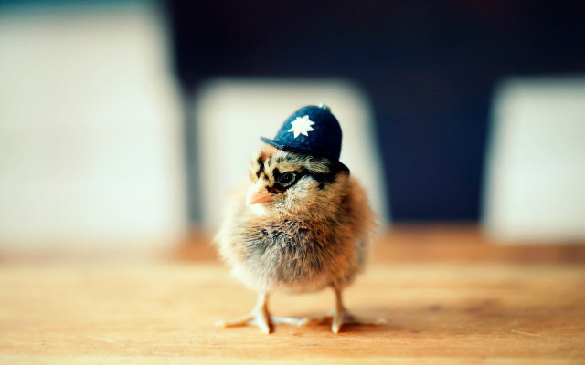 Small chicken blue hat table free wallpaper - medium preview image