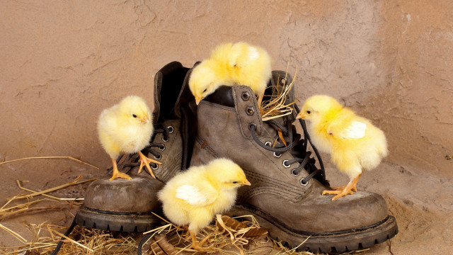 Boots chicks hay wall shoes free wallpaper - medium preview image
