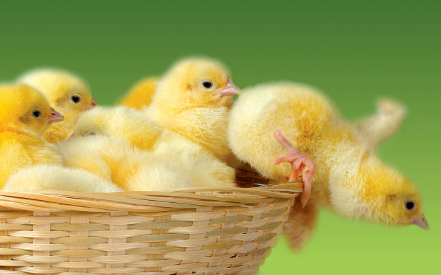 Basket yellow chicks green background free wallpaper - medium preview image