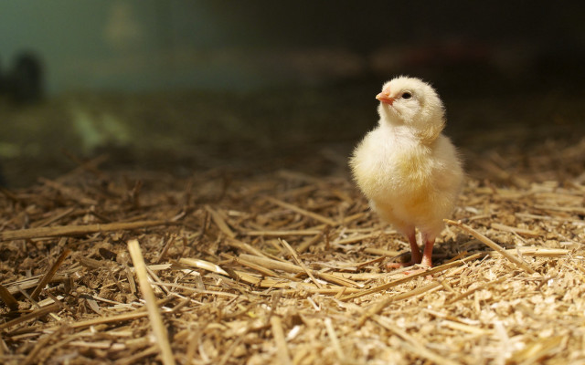 Small chicken hay pile window free wallpaper - medium preview image