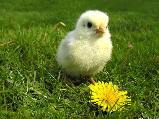 Small white chicken green field free wallpaper - medium preview image