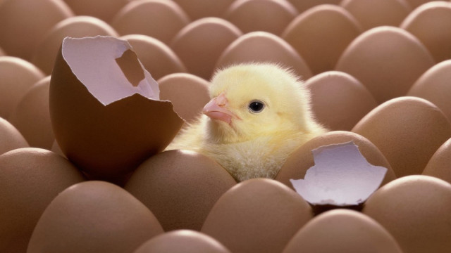 Small yellow chicken peeking egg free wallpaper - medium preview image