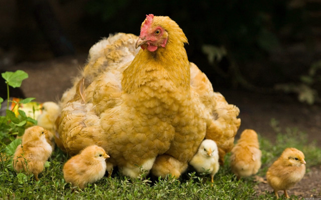 Chickens grass field tree bushes #2 free wallpaper - medium preview image
