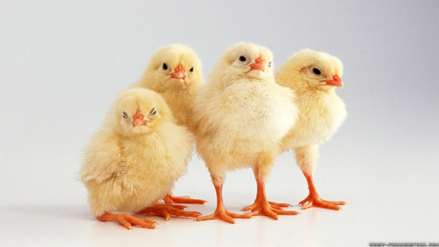 Small chickens white surface group free wallpaper - medium preview image