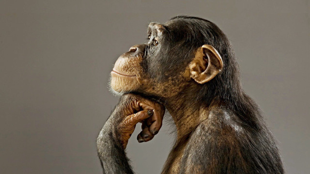 Chimp standing hands face looking free wallpaper - medium preview image