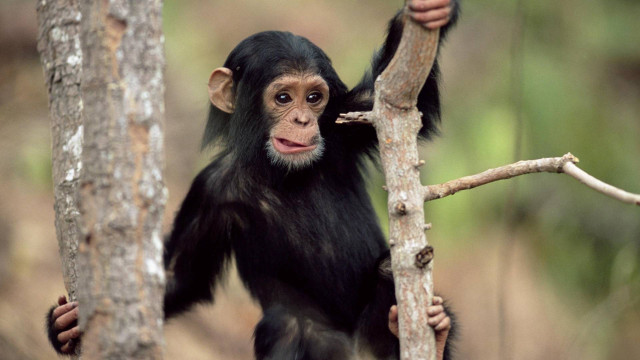 Monkey holding branch forest trees free wallpaper - medium preview image