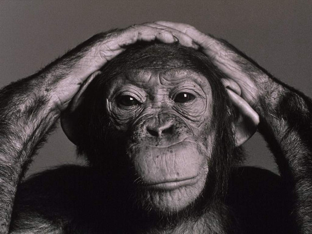 Chimpanzee serious expression holding head free wallpaper - medium preview image