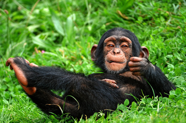Chimp sitting grass hands chest free wallpaper - medium preview image