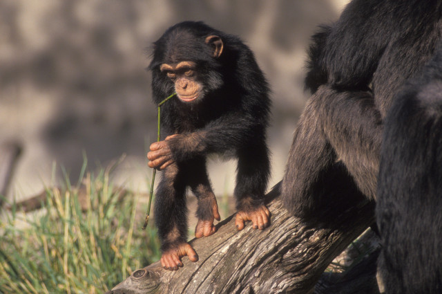 Monkey sticking branch outdoors blurry free wallpaper - medium preview image