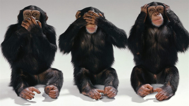 Three chimpanzees sitting ground hands free wallpaper - medium preview image