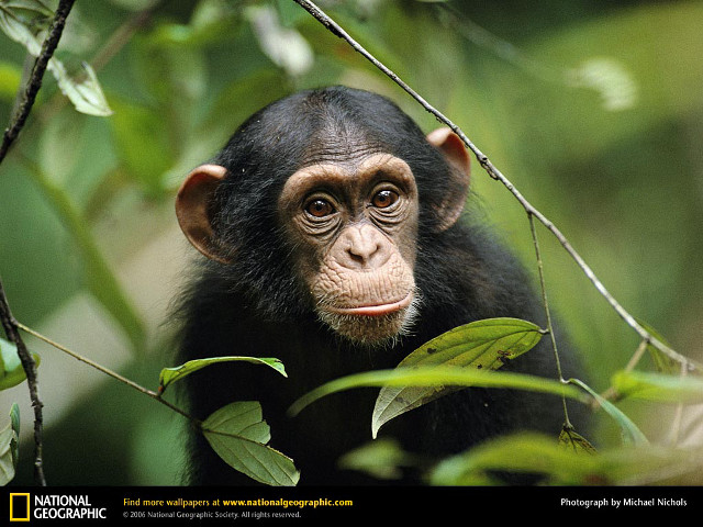 Smiling monkey in tree green free wallpaper - medium preview image