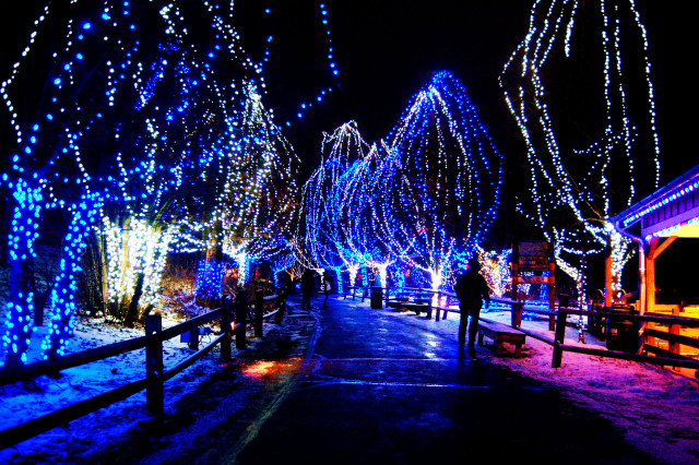 Magical night street snowy trees free wallpaper - medium preview image