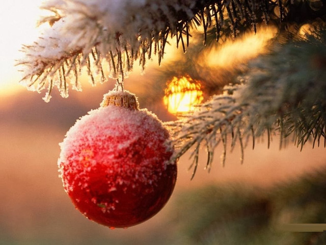 Red ornament pine tree snow #8 free wallpaper - medium preview image
