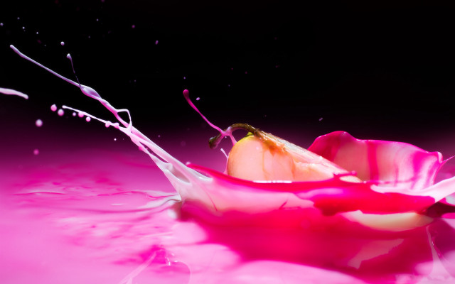 Pink flower splashing liquid water free wallpaper - medium preview image