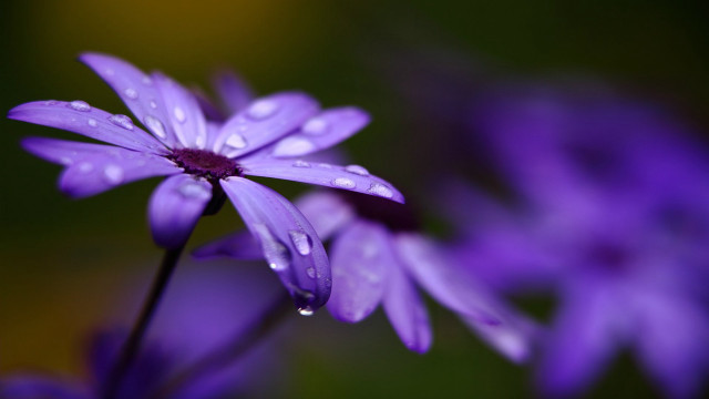 Purple flower water droplets yellow #5 free wallpaper - medium preview image