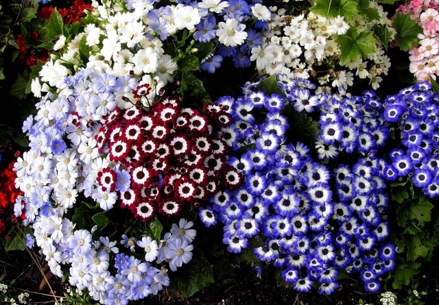Flowers grass bunch together nature #3 free wallpaper - medium preview image