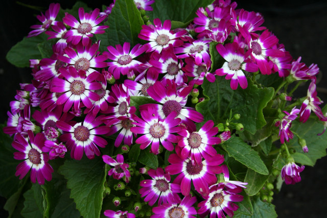 Purple flowers green leaves planter free wallpaper - medium preview image