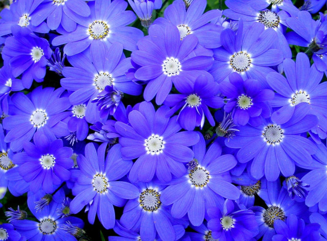 Purple flower bouquet garden macro free wallpaper - medium preview image