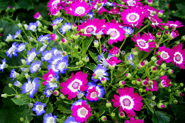 Purple white flowers potted tabletop free wallpaper - medium preview image