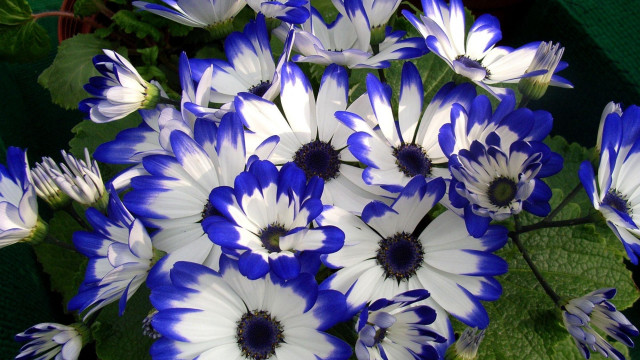 Blue white flowers vase tabletop free wallpaper - medium preview image