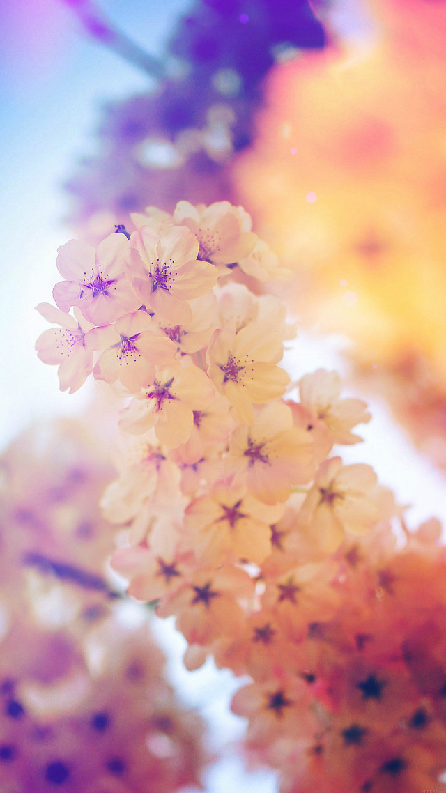 Flowers in the air blurry free wallpaper - medium preview image