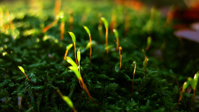 Grass closeup green plants red free wallpaper - medium preview image