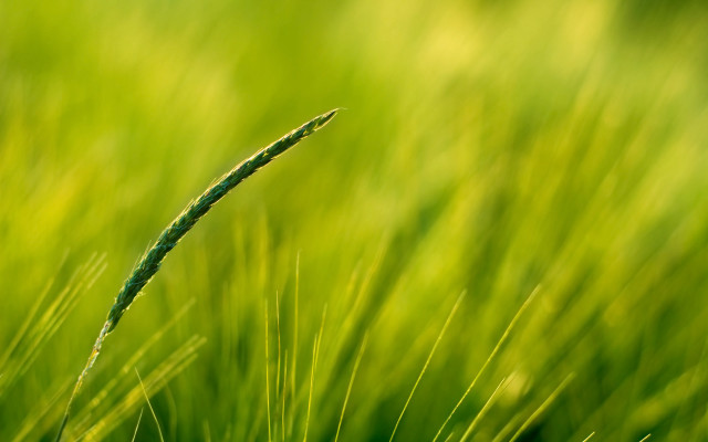 Close up green grass blurry free wallpaper - medium preview image