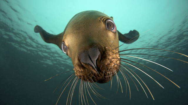Seal looking up swimming open free wallpaper - medium preview image