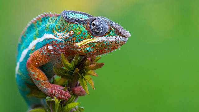 Colorful chameleon branch leaves green free wallpaper - medium preview image