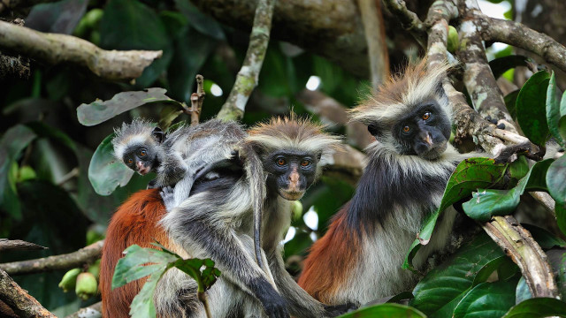 Monkeys tree leaves standing looking free wallpaper - medium preview image