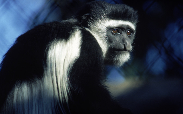 Black white monkey long hair free wallpaper - medium preview image