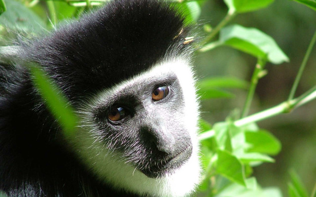 Monkey whiteface blackfur treebranch greenleaves free wallpaper - medium preview image