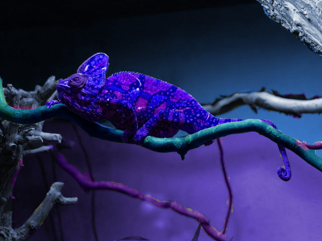 Purple blue chameleon branch tree free wallpaper - medium preview image