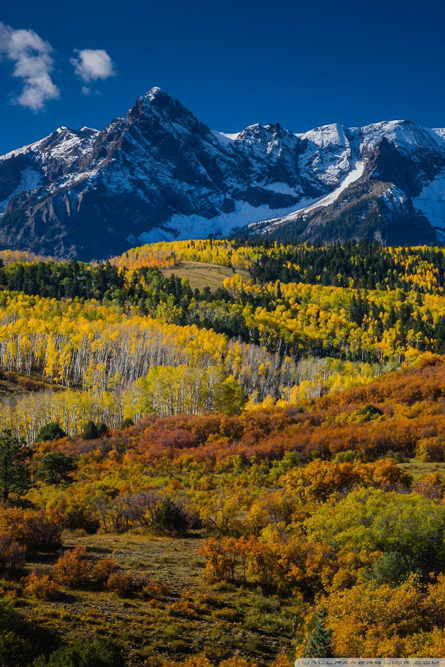 Mountain range snow covered trees free wallpaper - medium preview image