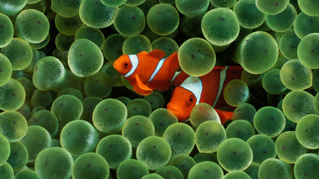 Clown fish green sea anemones #5 free wallpaper - medium preview image