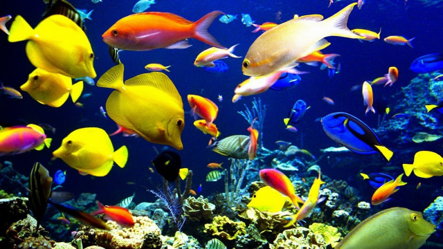 Large group fish aquarium blue free wallpaper - medium preview image
