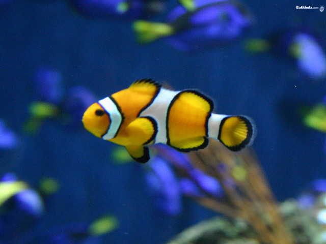 Clownfish aquarium blurry bokeh neofauvism free wallpaper - medium preview image
