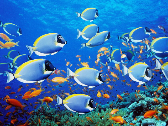 Large group fish ocean coral free wallpaper - medium preview image