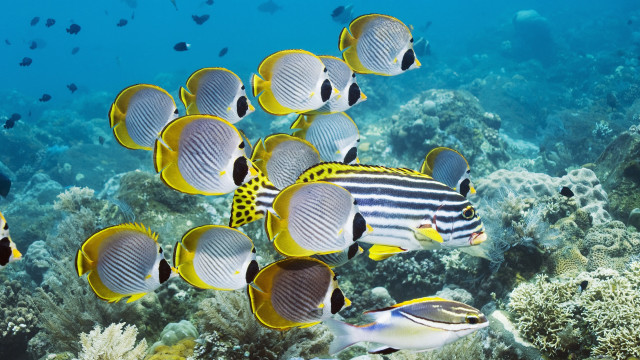 Fish coral reef ocean swimming #2 free wallpaper - medium preview image