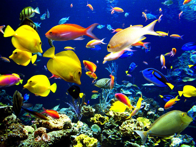 Large group fish aquarium water #2 free wallpaper - medium preview image
