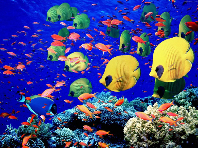Fish swimming ocean coral reef #5 free wallpaper - medium preview image